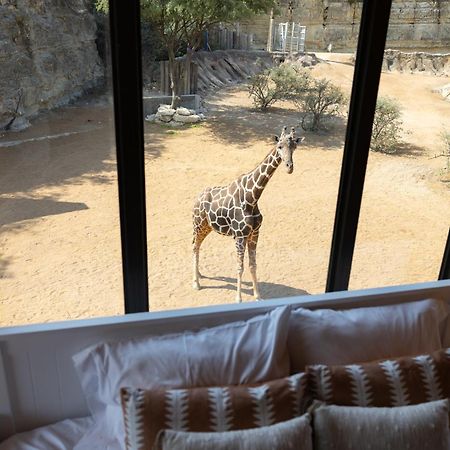 San Antonio Zoo - Spekboom Giraffe Lodge Buitenkant foto