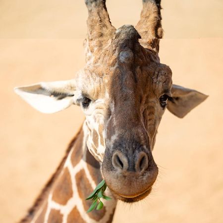 San Antonio Zoo - Spekboom Giraffe Lodge Buitenkant foto