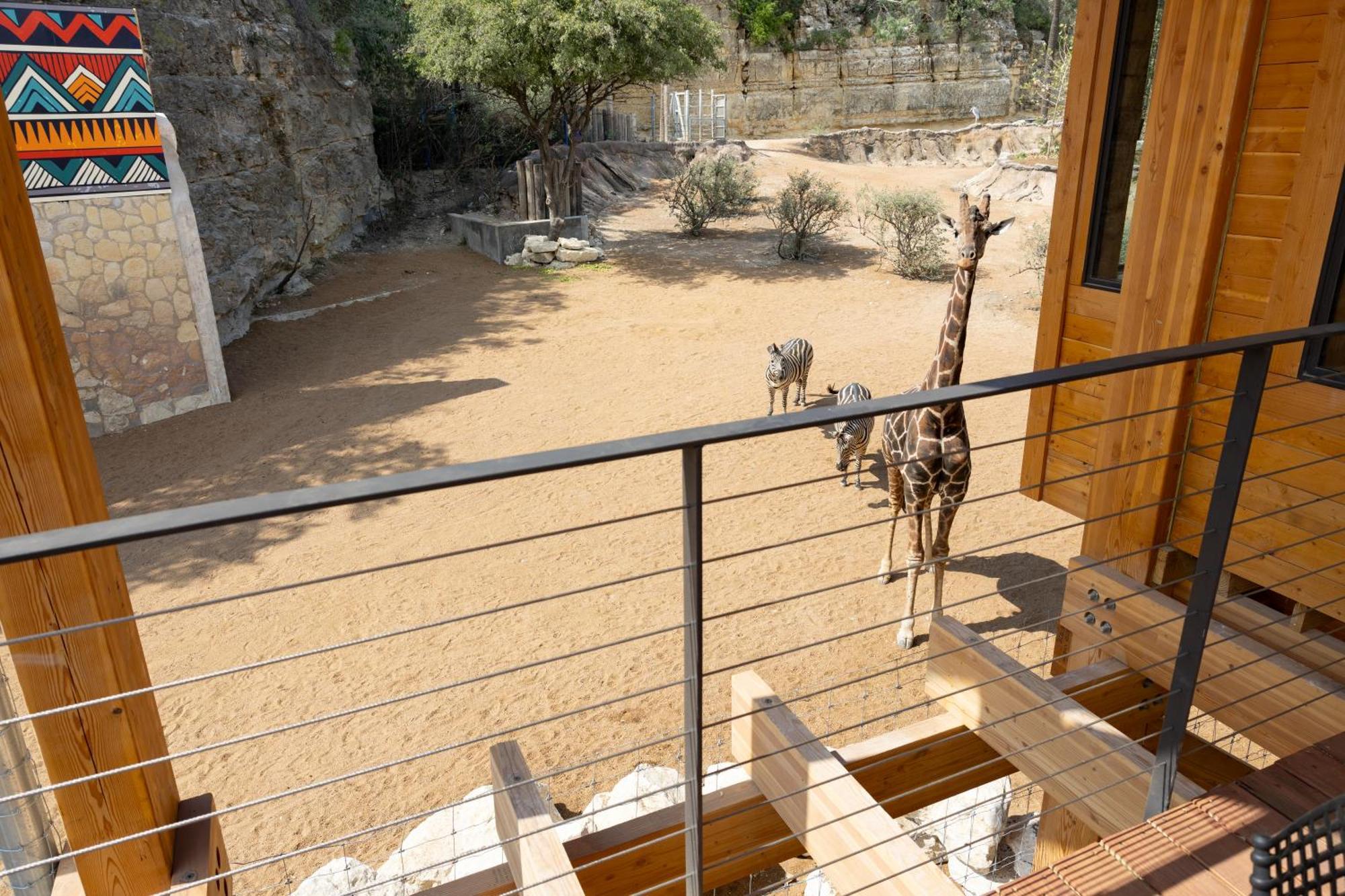 San Antonio Zoo - Spekboom Giraffe Lodge Buitenkant foto