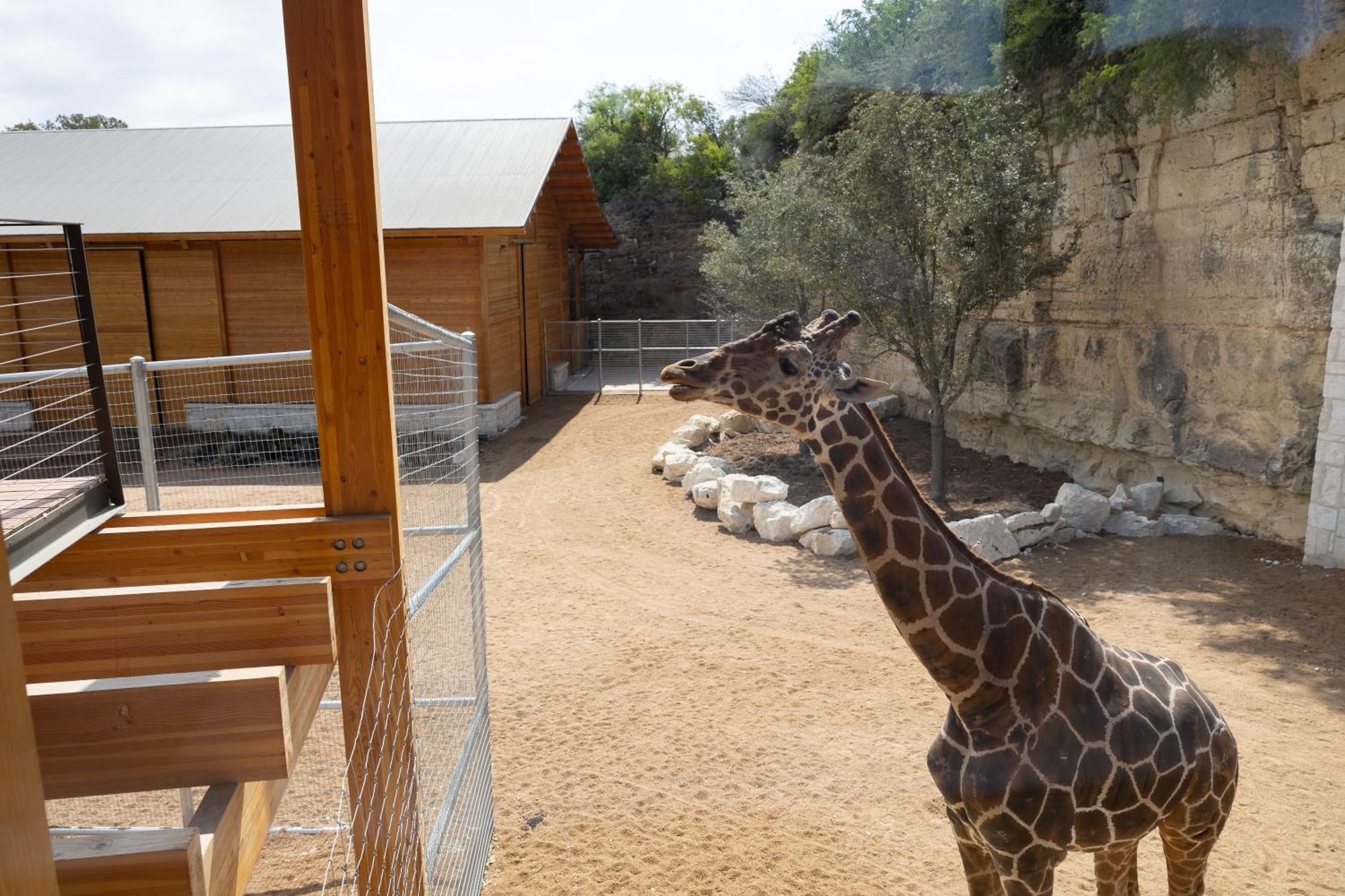 San Antonio Zoo - Spekboom Giraffe Lodge Buitenkant foto
