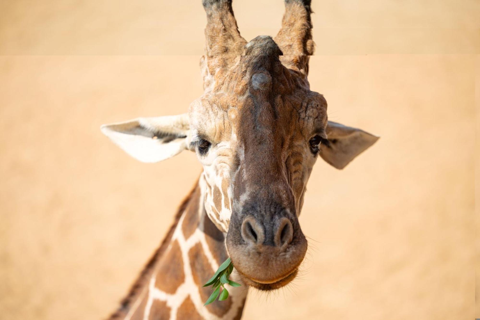 San Antonio Zoo - Spekboom Giraffe Lodge Buitenkant foto